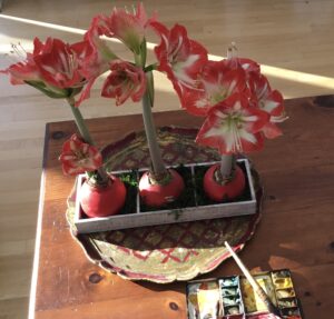 Waxed Amaryllis